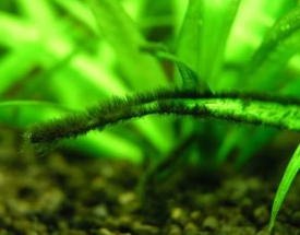 Tìm hiểu về nguyên nhân gây nên rêu Chùm đen trong hồ thủy sinh