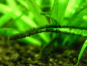 Tìm hiểu về nguyên nhân gây nên rêu Chùm đen trong hồ thủy sinh